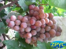 fresh grapes