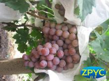 chinese fresh grapes