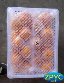 fresh navel oranges