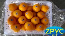 Ganzhou navel orange