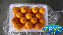 Top quality chinese navel orange