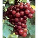 Grape skin extract proantho  cyanidin  30%-95%