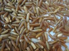  sticky   rice 