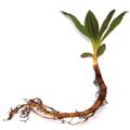 Gentian Root Extract