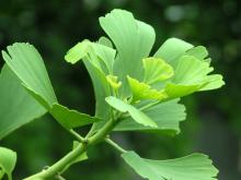  Ginkgo   Biloba   Leaf   Extract 