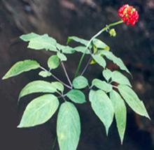 Ginseng Root(Panax ) Extract