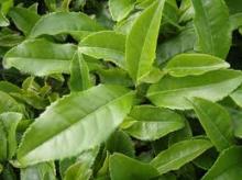 De-caffeinated Green Tea Catechins