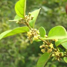 Gymnema Extract