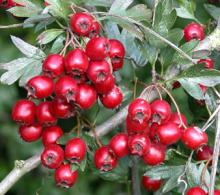  Hawthorn   Berry   Extract 
