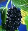 Mulberry Berry Extract