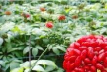 Notoginseng Leaf Extract