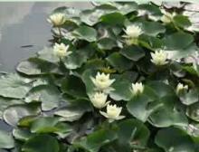 Nuphar Pumilum Root extract