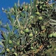  Oleanolic   acid   Extract 