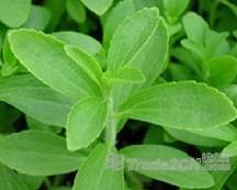  Oolong   Tea  Extract