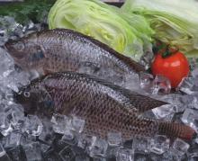 frozen tilapia