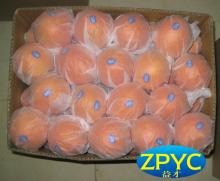 fresh chinese navel oranges
