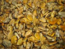  Blue   Mussel   Meat 