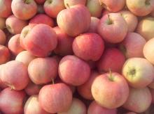  Red   Star   Apples 