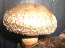 Shiitake without flower C4