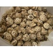 Tea flower shiitake mushroom B4
