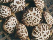 Tea flower shiitake mushroom B3