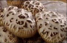 White flower shiitake Class A4