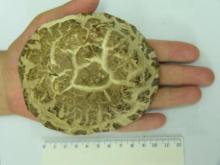 White flower shiitake A1