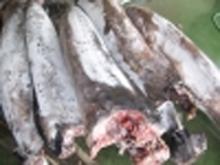Frozen Swordfish