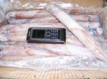 Frozen Loligo Squid