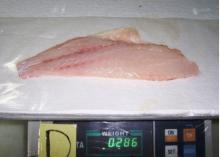 Red Snapper