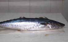  Frozen   Kingfish 