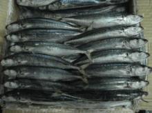 Round scad maruadsi bait