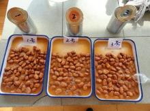  Canned   Broad  Bean for Middle East/Europe