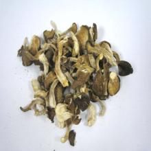 beech mushroom
