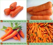 Fresh Carrot E-004