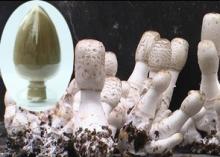 coprnus comatus polysaccharides
