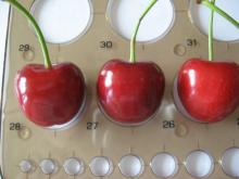 Fresh Cherries with handles