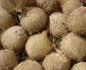 Fresh  Mature   coconut 