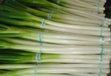Chinese Onion