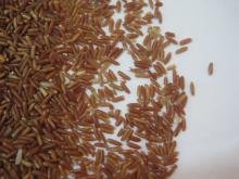  Red   rice 