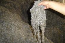 Sun dried cut sea kelp (seaweed, Kombu, Laminaria)