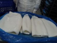GIANT  SQUID   FILLET S