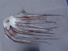 GIANT SQUID TENTACLES