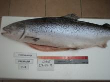 ATLANTIC  SALMON   WHOLE  GUTTED
