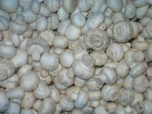 champignon