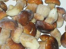 Boletus edulis