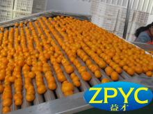 Nanfeng baby mandarin