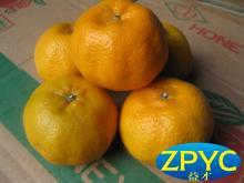 2015 chinese mandarin orange