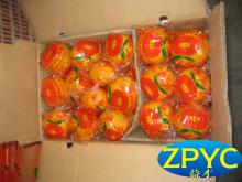 Chinese pokam mandarin orange