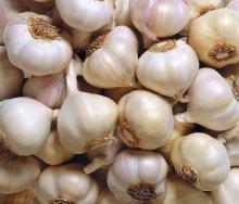 Garlic from Shandong China
